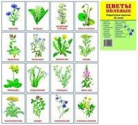 Раздаточные карточки "Цветы полевые" - fgospostavki.ru - Зеленогорск