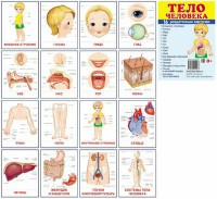Раздаточные карточки "Тело человека" - fgospostavki.ru - Зеленогорск