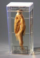 Влажный препарат "Внутреннее строение рыбы" - fgospostavki.ru - Зеленогорск