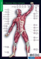 Комплект таблиц. Биология. Строение тела человека. - fgospostavki.ru - Зеленогорск