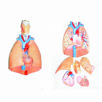 Модель "Система органов дыхания" - fgospostavki.ru - Зеленогорск