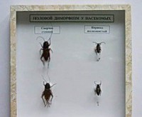 Коллекция энтомологическая "Половой диморфизм" - fgospostavki.ru - Зеленогорск