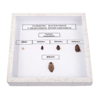 Коллекция "Развитие насекомых с неполным превращением" - fgospostavki.ru - Зеленогорск