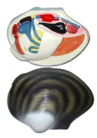 Модель "Беззубка" (двустворчатый моллюск) - fgospostavki.ru - Зеленогорск