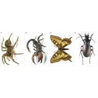 Модель-аппликация Многообразие беспозвоночных - fgospostavki.ru - Зеленогорск