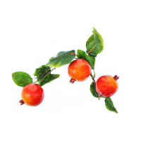 Ветка муляжей "Гранат" - fgospostavki.ru - Зеленогорск