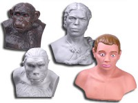 Комплект палеонтологических моделей "Происхождение человека" - fgospostavki.ru - Зеленогорск