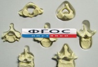 Модель "Позвонки" (из 7 штук) - fgospostavki.ru - Зеленогорск