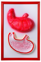 Барельефная модель "Желудок" - fgospostavki.ru - Зеленогорск