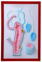 Барельефная модель "Строение гидры" - fgospostavki.ru - Зеленогорск