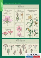 Комплект таблиц. Биология 6 класс. Растения, грибы, лишайники - fgospostavki.ru - Зеленогорск