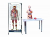 Интерактивный учебный комплекс "Анатомический атлас 3D" - fgospostavki.ru - Зеленогорск