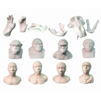 Набор моделей палеонтологических находок "Происхождение человека"	 - fgospostavki.ru - Зеленогорск