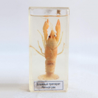 Влажный препарат "Рак речной" - fgospostavki.ru - Зеленогорск