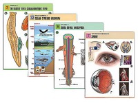 Комплект таблиц по всему курсу биологии (120 штук, формат А1, полноцветные, ламинированные) - fgospostavki.ru - Зеленогорск