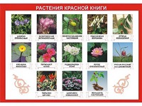 Таблица демонстрационная "Растения Красной книги" (винил 70*100) - fgospostavki.ru - Зеленогорск