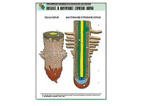 Рельефная таблица "Внешнее и внутреннее строение корня" (формат А1, матовое ламинирование) - fgospostavki.ru - Зеленогорск