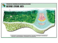 Рельефная таблица "Клеточное строение листа" (формат А1, матовое ламинирование) - fgospostavki.ru - Зеленогорск