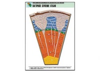 Рельефная таблица "Клеточное строение стебля" (формат А1, матовое ламинирование) - fgospostavki.ru - Зеленогорск