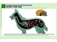 Рельефная таблица "Внутреннее строение собаки" (формат А1, матовое ламинирование) - fgospostavki.ru - Зеленогорск