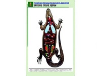 Рельефная таблица "Внутреннее строение ящерицы" (формат А1, матовое ламинирование) - fgospostavki.ru - Зеленогорск