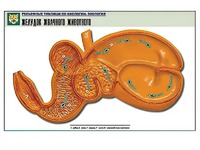Рельефная таблица "Желудок жвачного животного" (формат А1, матовое ламинирование) - fgospostavki.ru - Зеленогорск