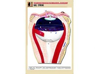 Рельефная таблица "Глаз. Строение" (формат А1, матовое ламинирование) - fgospostavki.ru - Зеленогорск