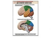 Рельефная таблица "Доли полушарий головного мозга" (формат А1, матовое ламинирование) - fgospostavki.ru - Зеленогорск