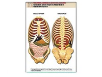 Рельефная таблица "Расположение органов грудной и брюшной полостей по отношению к скелету"(формат А1, ламинированная) - fgospostavki.ru - Зеленогорск