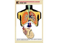 Рельефная таблица "Строение легких" (формат А1, матовое ламинирование) - fgospostavki.ru - Зеленогорск