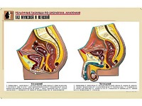 Рельефная таблица "Таз мужской и женский" (формат А1, матовое ламинирование) - fgospostavki.ru - Зеленогорск