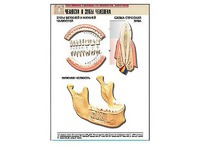 Рельефная таблица "Челюсти и зубы человека" (формат А1, матовое ламинирование) - fgospostavki.ru - Зеленогорск