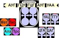 Модель-аппликация "Биосинтез белка" (ламинированная) - fgospostavki.ru - Зеленогорск