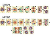 Модель-аппликация "Деление клетки. Митоз и мейоз" (ламинированная) - fgospostavki.ru - Зеленогорск
