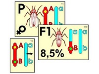 Модель-аппликация "Перекрест хромосом" (ламинированная) - fgospostavki.ru - Зеленогорск
