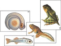 Модель-аппликация "Развитие костной рыбы и лягушки" (ламинированная) - fgospostavki.ru - Зеленогорск