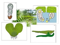 Модель-аппликация "Размножение папоротника" (ламинированная) - fgospostavki.ru - Зеленогорск