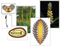 Модель-аппликация "Размножение сосны" (ламинированная) - fgospostavki.ru - Зеленогорск