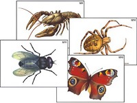 Модель-аппликация "Разнообразие беспозвоночных" (ламинированная) - fgospostavki.ru - Зеленогорск