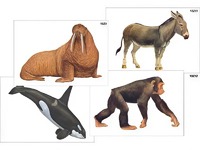 Модель-аппликация "Разнообразие высших хордовых 2. Млекопитающие" (ламинированная) - fgospostavki.ru - Зеленогорск