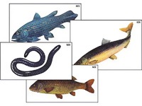 Модель-аппликация "Разнообразие низших и высших хордовых" (ламинированная) - fgospostavki.ru - Зеленогорск