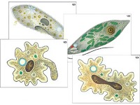 Модель-аппликация "Строение и разнообразие простейших" (ламинированная) - fgospostavki.ru - Зеленогорск