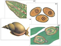 Модель-аппликация "Циклы развития печеночного сосальщика и бычьего цепня" (ламинированная) - fgospostavki.ru - Зеленогорск