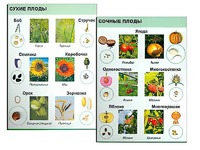 Коллекция "Семена и плоды" - fgospostavki.ru - Зеленогорск