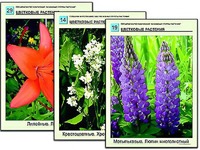 Гербарий фотографический "Основные группы растений" - fgospostavki.ru - Зеленогорск