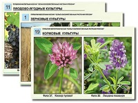 Гербарий фотографический "Сельскохозяйственные растения России" - fgospostavki.ru - Зеленогорск
