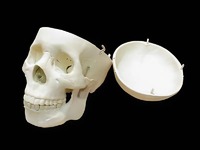 Модель "Череп человека" - fgospostavki.ru - Зеленогорск