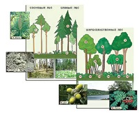 Гербарий фотографический "Растительные сообщества. Лес" (раздаточный) - fgospostavki.ru - Зеленогорск