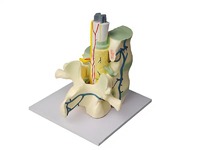 Модель части позвоночника человека - fgospostavki.ru - Зеленогорск