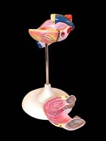 Модель сердца (лабораторная) - fgospostavki.ru - Зеленогорск